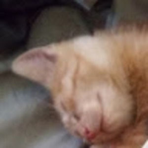 Meet your Posher, Abraham